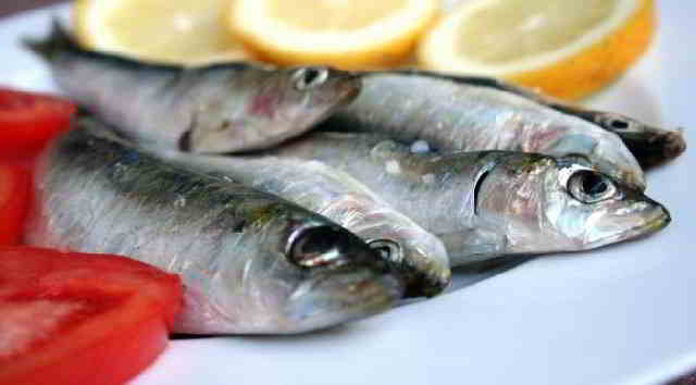 Nama Latin Ikan Sarden (Sardinella Aurita) Nama Latin Ikan Sarden (Sardinella Aurita)