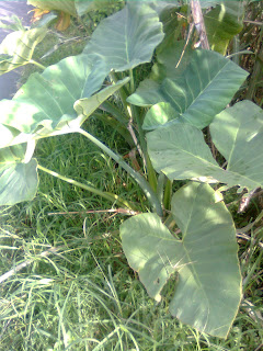 Lompong biasa disebut juga tanaman lumbu Tanaman Lompong