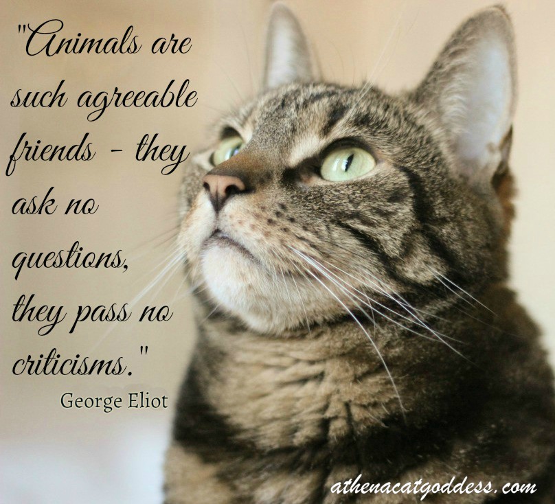 Athena Cat Goddess Wise Kitty Whiskers Wednesday Animal Quote Eliot