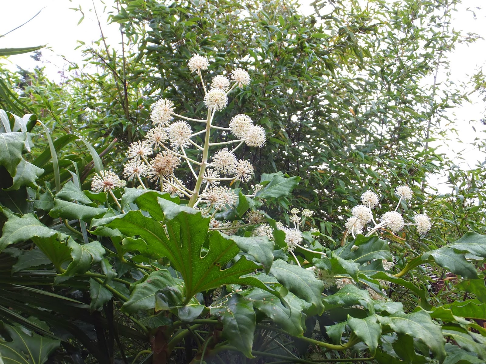 Fatsia japonica in flower