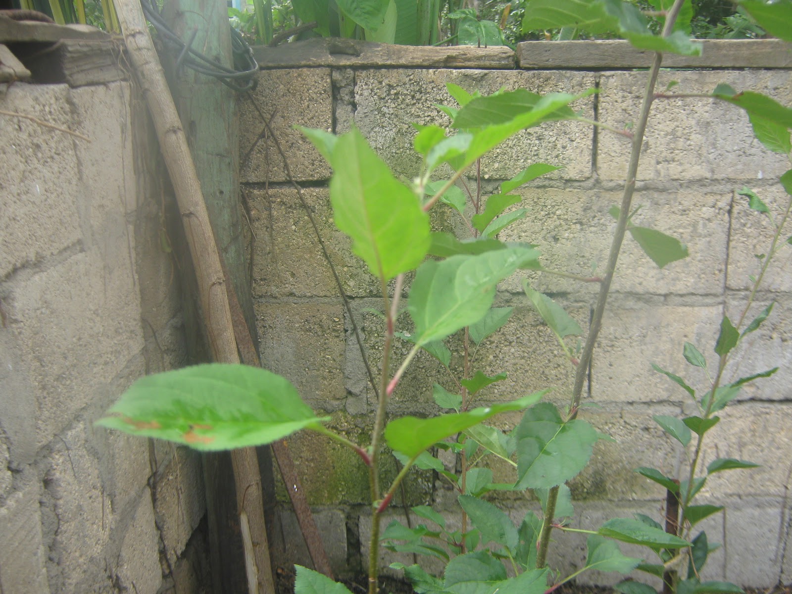 Growing apples in Jamaica