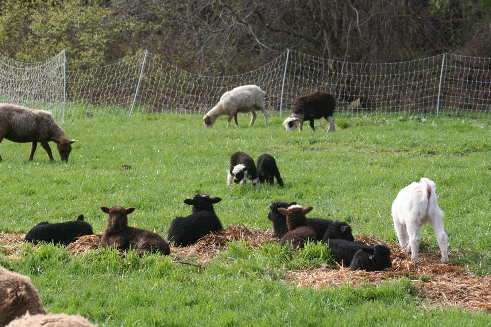 Mapleton Farm Sales List Sheep for Sale