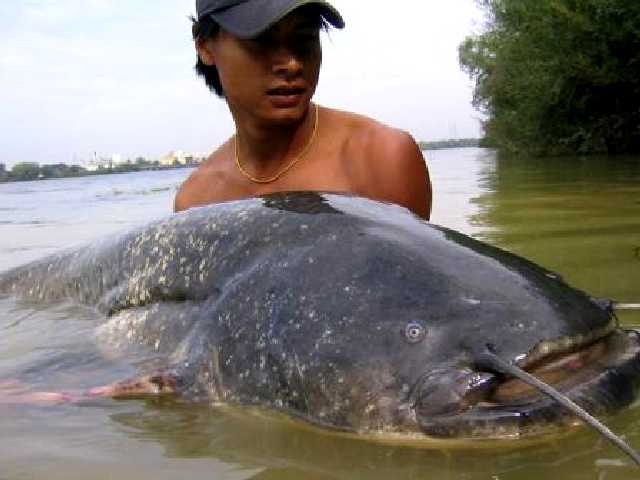  Foto Ikan Lele Raksasa GambarBinatang Com