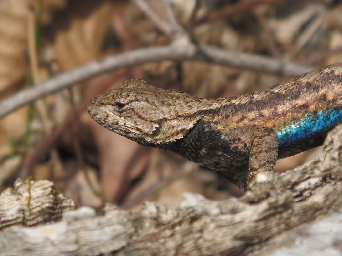 Blue Jay Barrens Northern Fence Lizard