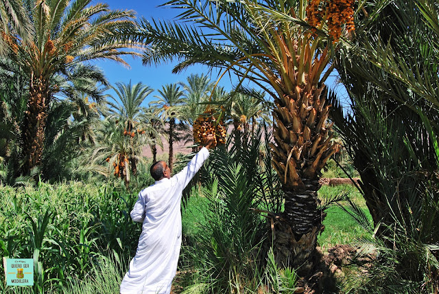 Palmeral de Tamnougalt, Marruecos