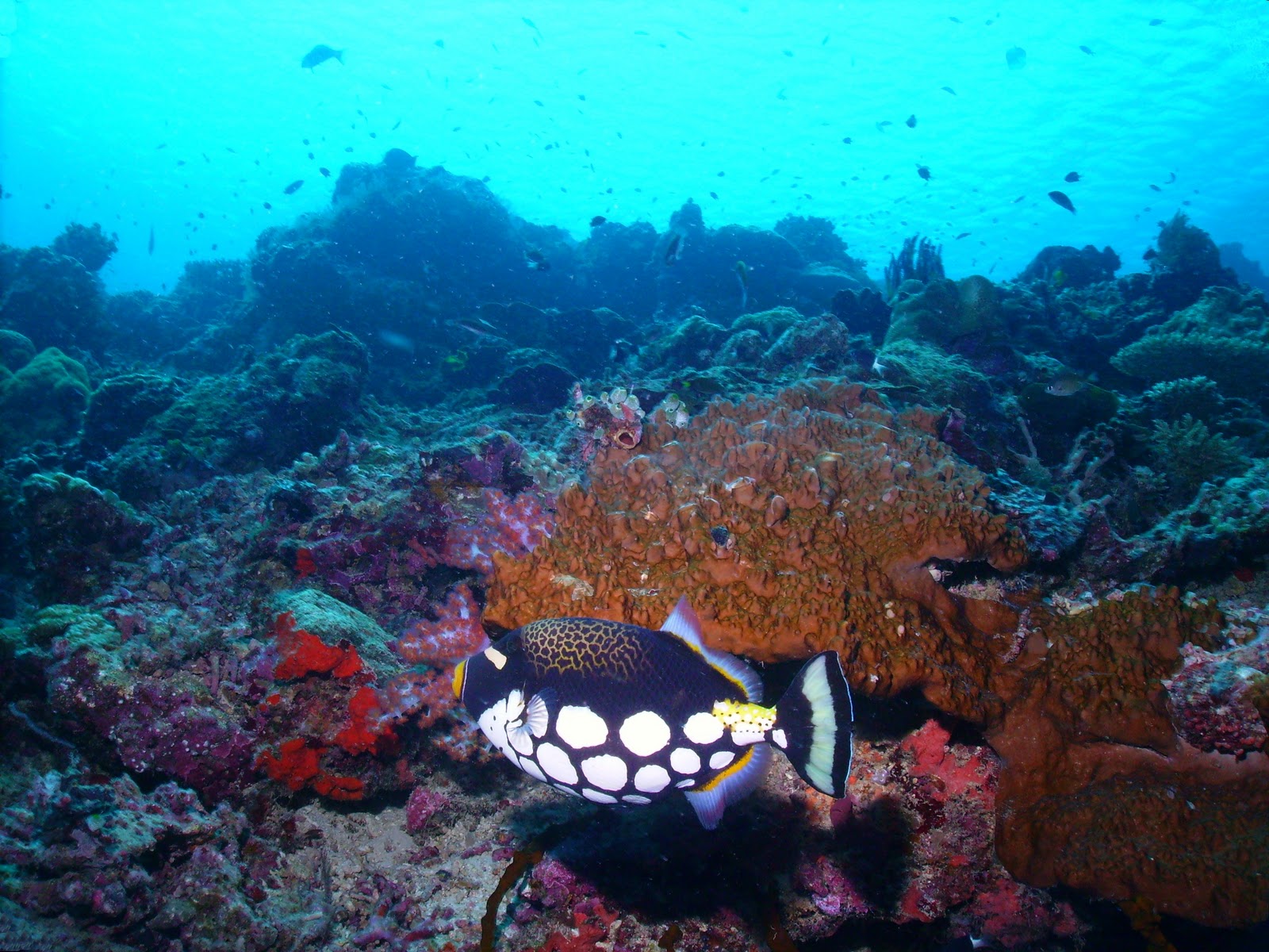 BillsDiving: Clown Triggerfish