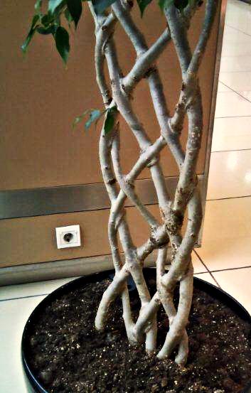 closeup of plainted bonsai
