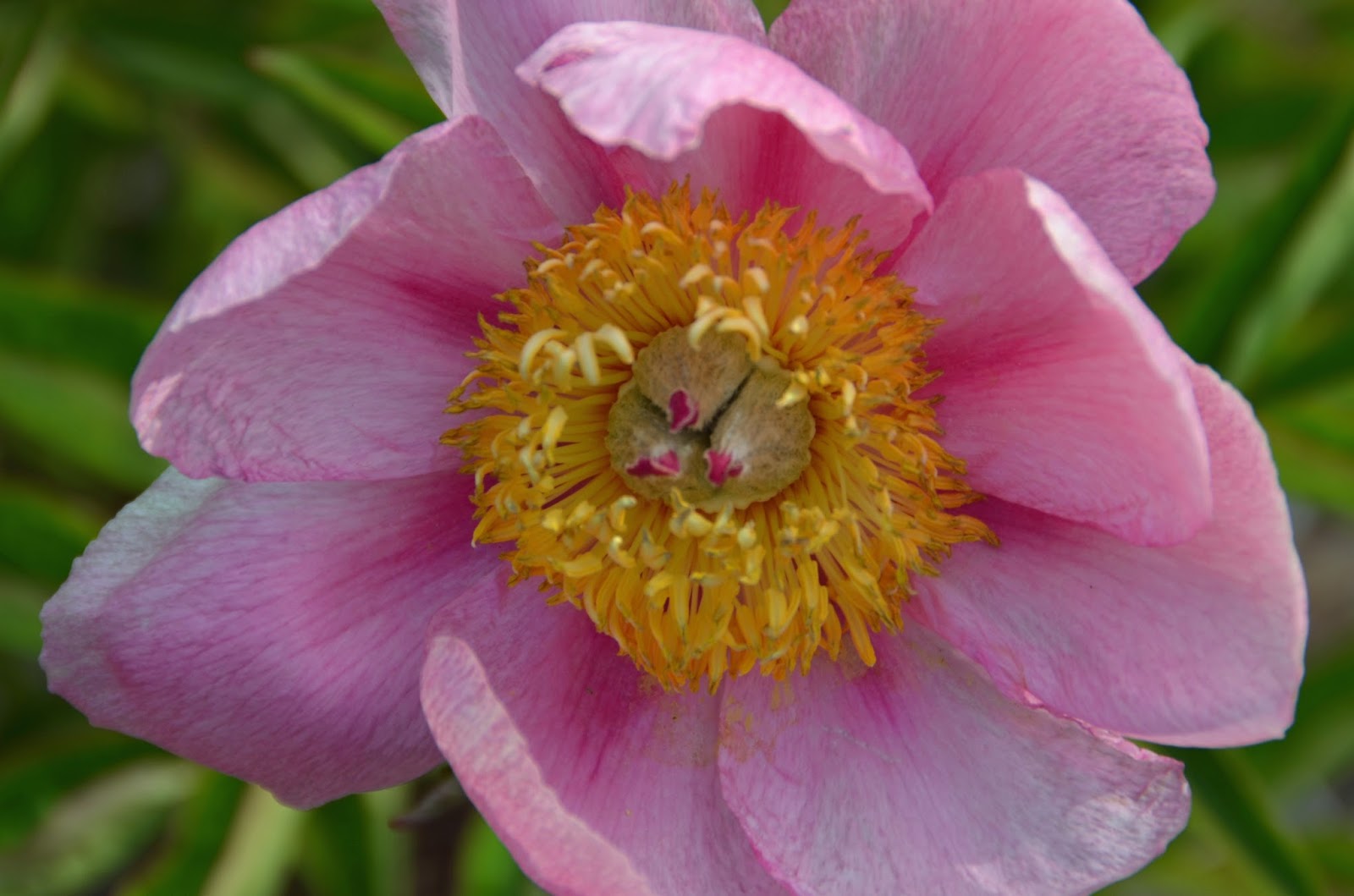 Southern Peony 2017 Rough Winter on Early Peonies