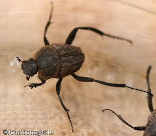 South African Photographs: Spider Dung Beetle (Sisyphus bornemisszanus)