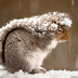 25 Perfectly Captured Photos Of Animals in Snow