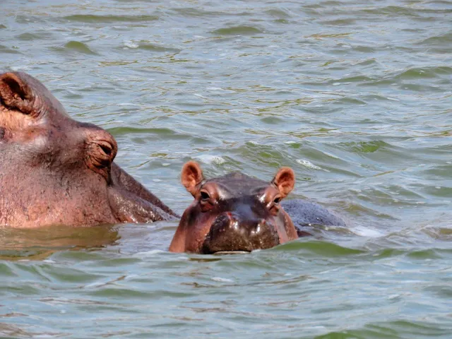 Baby hippo on the Kazinga Channel in Uganda