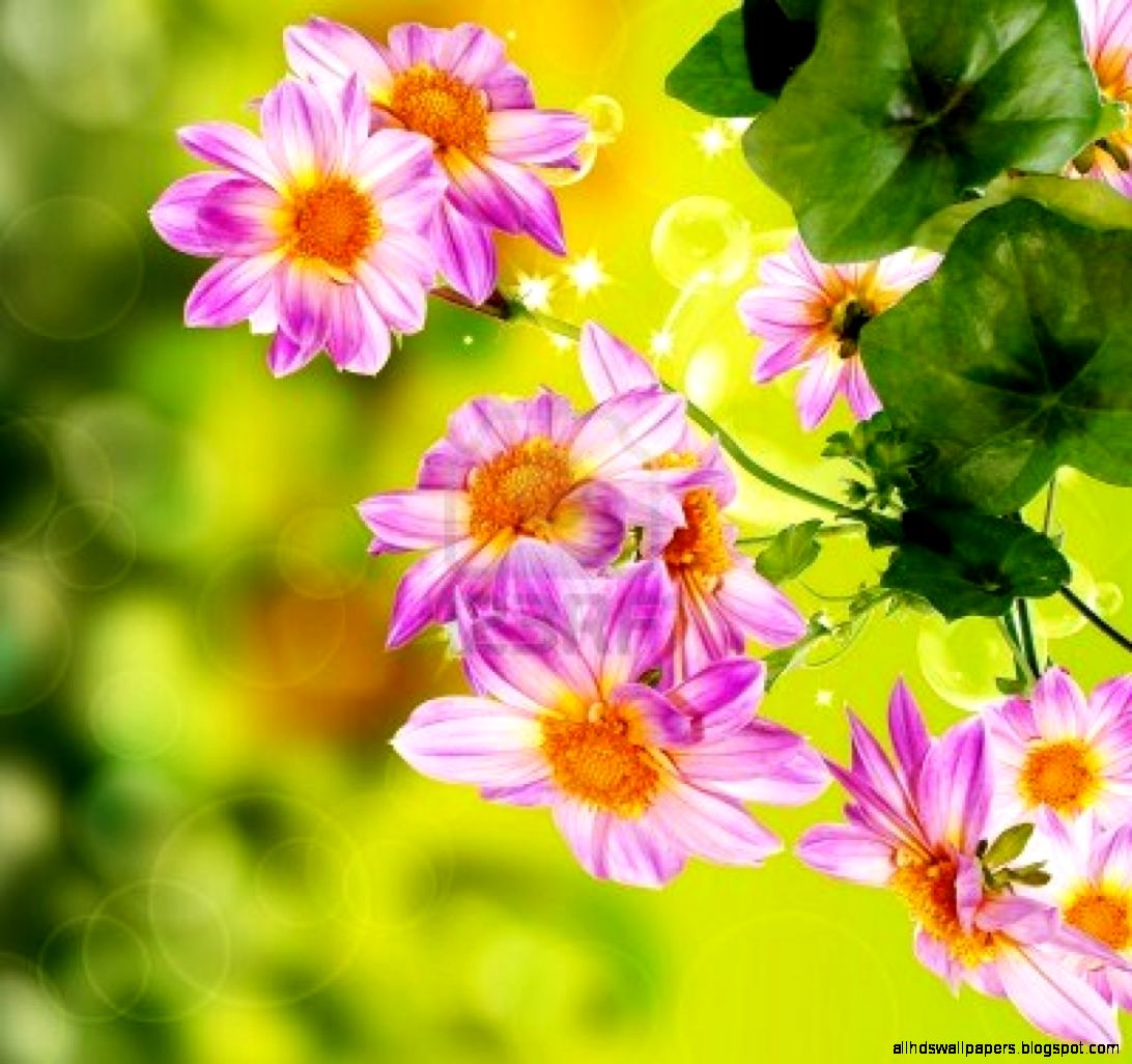 Beauty Flower Nature Wallpaper | All HD Wallpapers