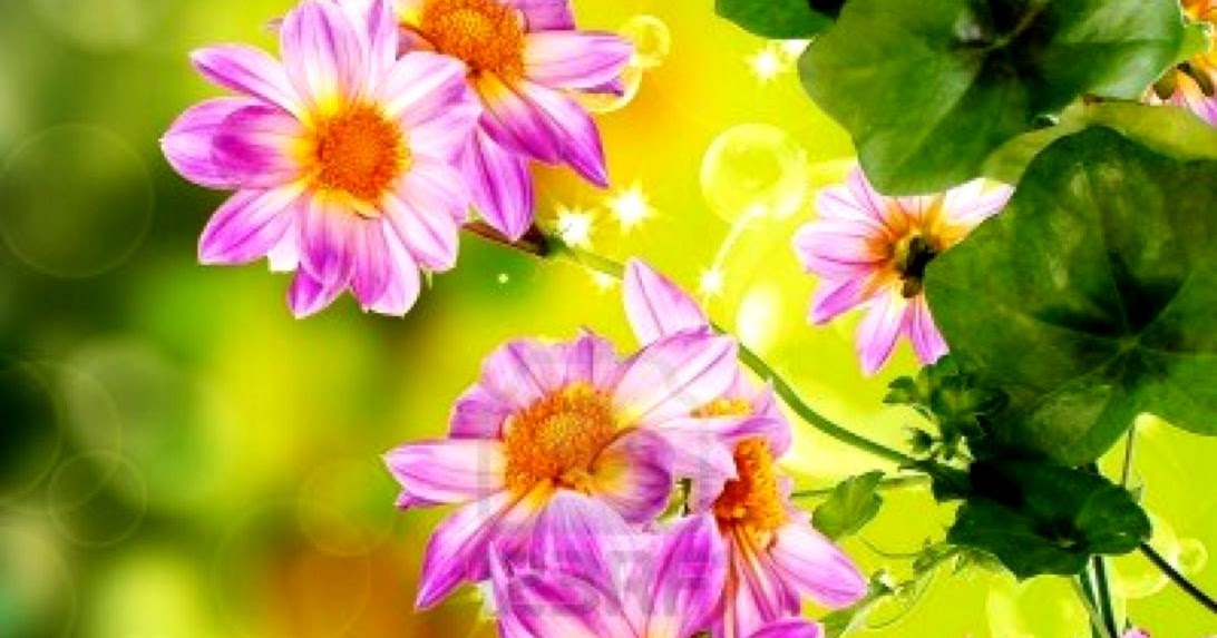 Beauty Flower Nature Wallpaper | All HD Wallpapers