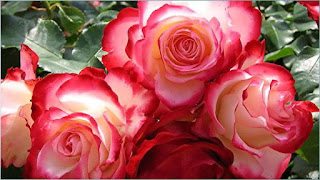 फूल के नाम, फूलों के नाम चित्र सहित, फूल गुलाब, फूलों की जानकारी, गुलाब का फूल डाउनलोड, फूल नाम, फूल पर कविता, फूल की खेती