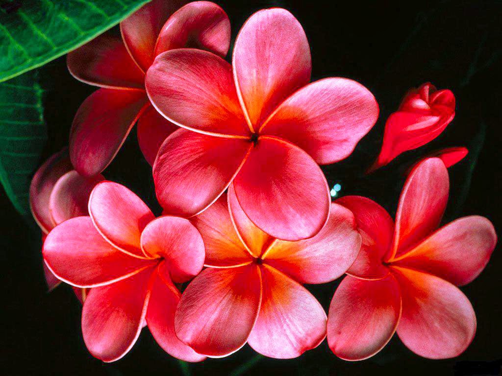 15 Most Beautiful HD Flower Walpaper for your Mobile, Tab, Desktop