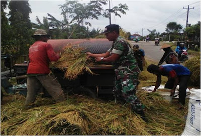 BABINSA DESA CANGKOL BANTU PETANI PANEN PADI