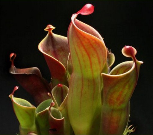 Balam Suntai ini adalah salah satu tumbuhan yang di lindungi di Indonesia Tanaman Langka di Indonesia Balam Suntai