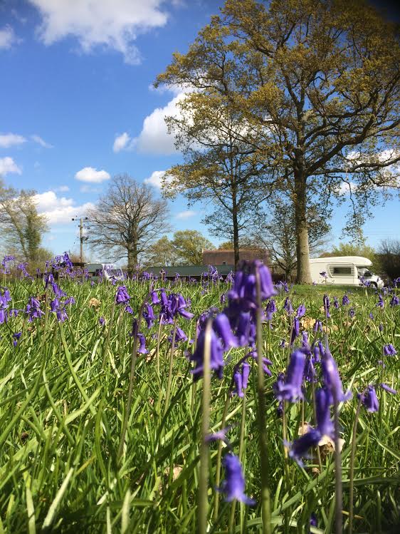 The Gate Lodge Campsite Tenterden Kent Gallery