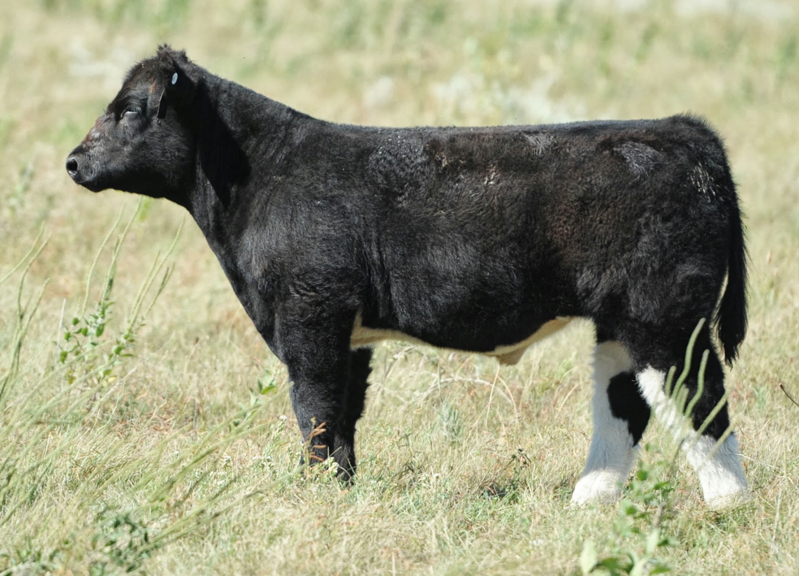 DIAMOND G CATTLE CO. Thompson Show Steers South Dakota