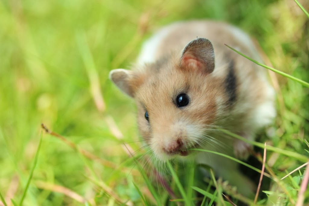 Syrian Short Hair ( Syrian Bulu Pendek ) | Jual Perlengkapan Dan