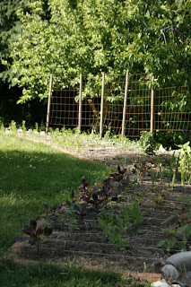 The Opportunity: Plans for Our 2011 Garden and My New Flower Garden!