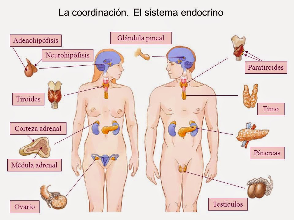 Imagen Del Sistema Endocrino Ilustracion Del Vector Ilustracion