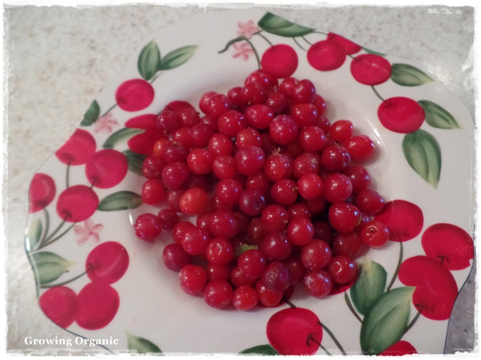 Growing Organic Nanking Cherries