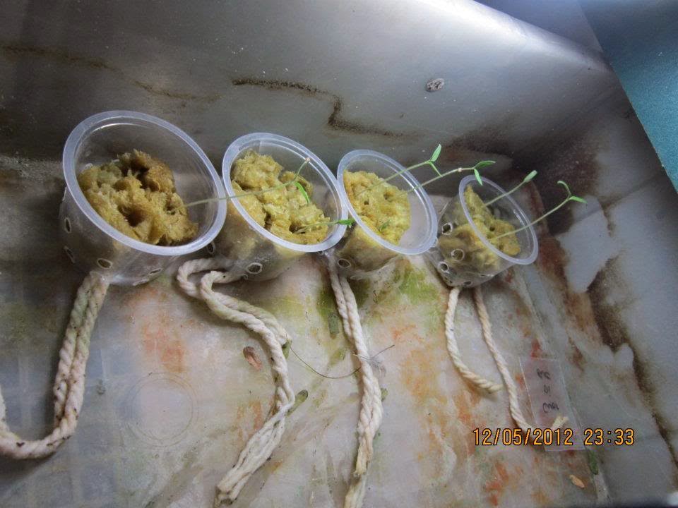 sistem hidroponik indoor dengan lampu LED