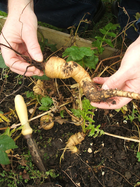 harvesting our wonky parsnips from the allotment in time from Christmas dinner