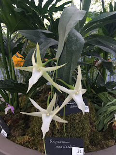 , Mostre primaverili: Horti di Veio e Monteporzio catone 2017, diarid'orchidee