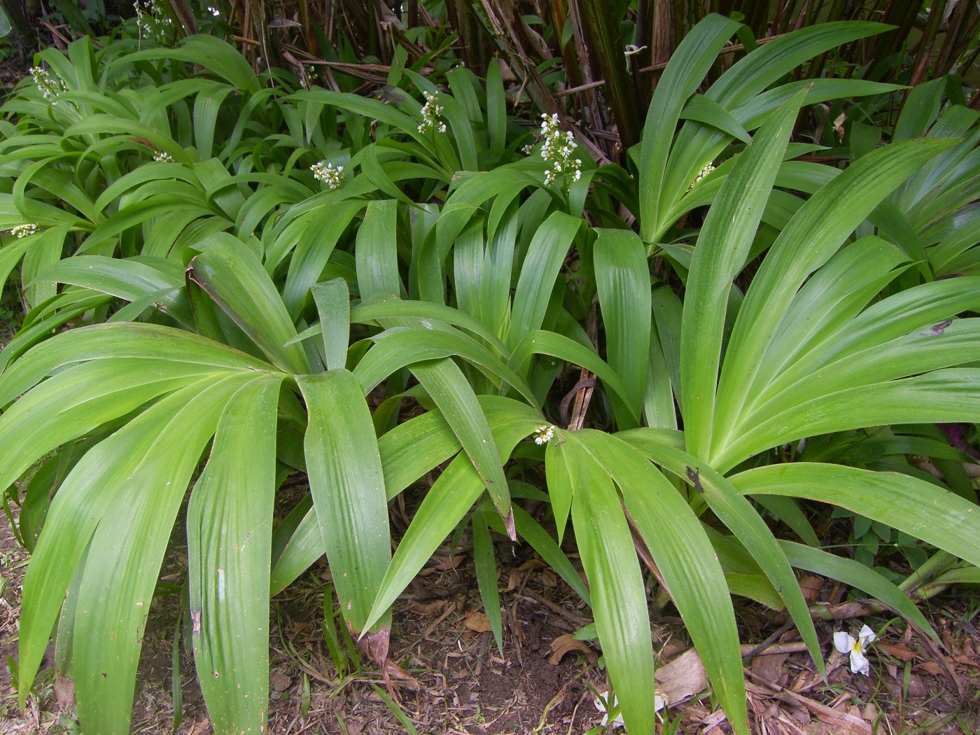 Garden Plants Tobago Tropical Plant Identification