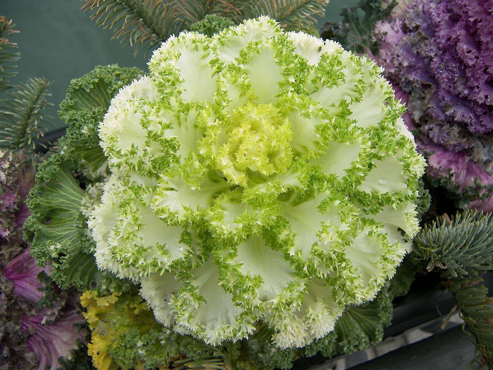 LisaKramerArtLifestyle Winter Garden Time! Today I began the change