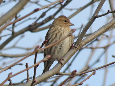 Pine Siskin - Button Bay Road, Wolfe Island, ON