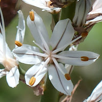 http://wild-flowers-of-europe.blogspot.nl/2015/06/asphodelus-macrocarpus.html