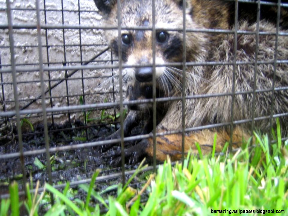 The Truth About Trapping and Relocating Wildlife