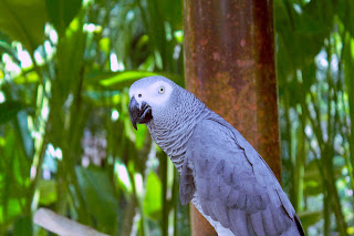Grey Parrot Congo Grey Parrot or African Grey Parrot At Bali Bird Park Gianyar Bali