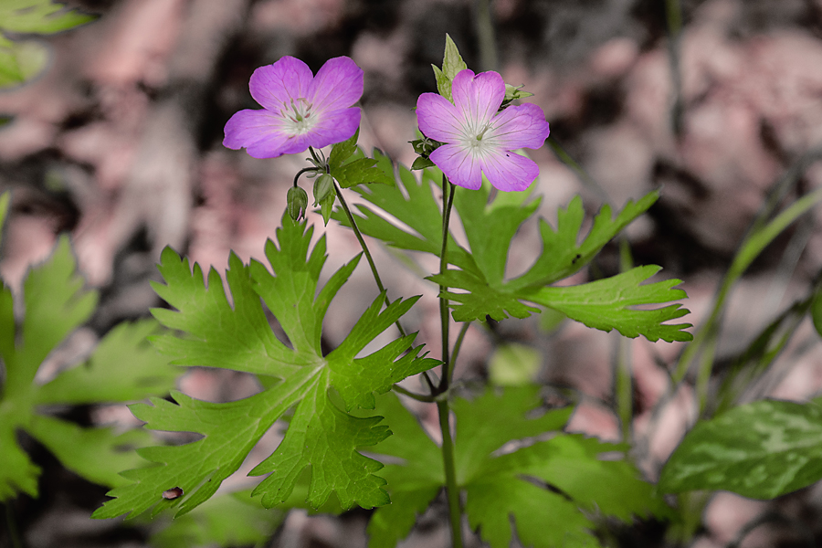 FocusingOnLife Flowers Make You Feel Better....