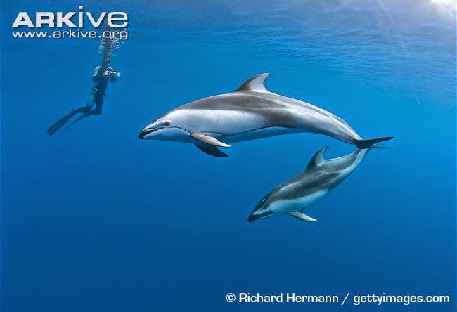 Pacific white sided Dolphin