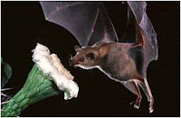 Pollination by bats