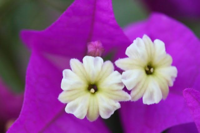Violet Bougainvillea flowers closeup