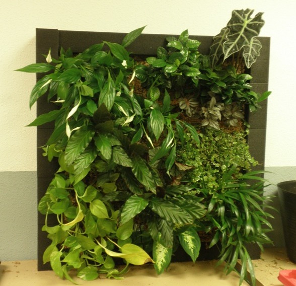 Curso jardines verticales Madrid : Jardines verticales y cubiertas