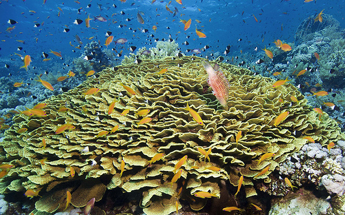 Egyptian Chronicles: Save the Coral Reefs of Tiran and Sanafir Islands