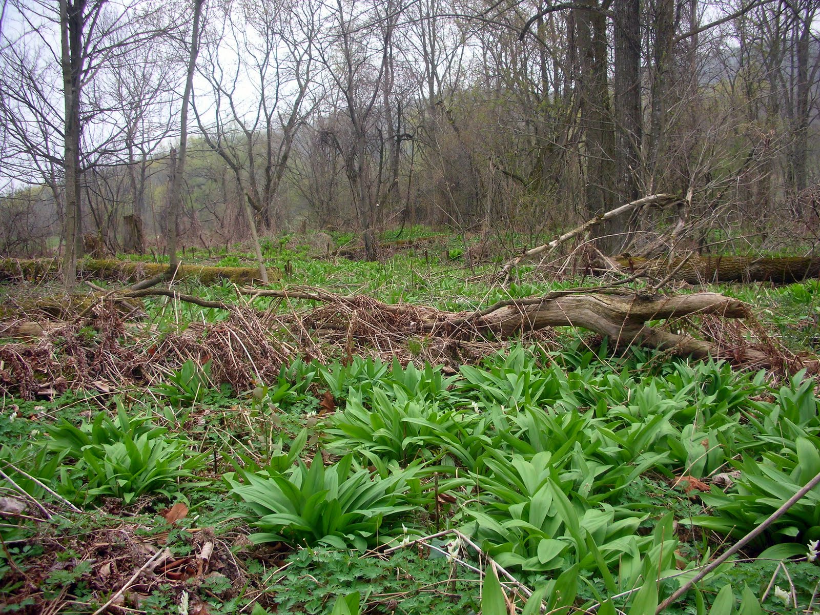 Vermont Wild Edibles Foraging for Ramps Part II