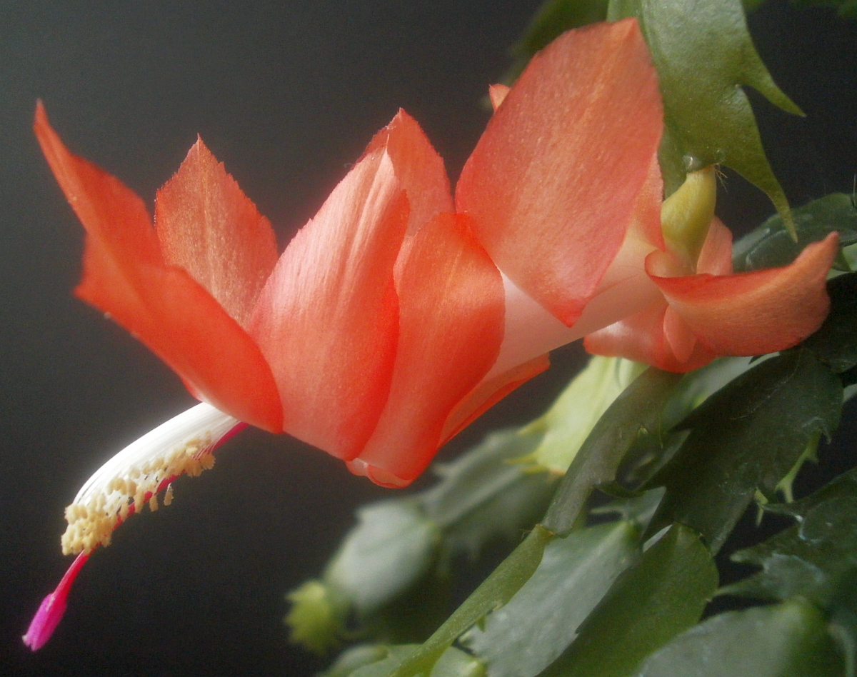 Plants are the Strangest People: Schlumbergera seedling no. 072