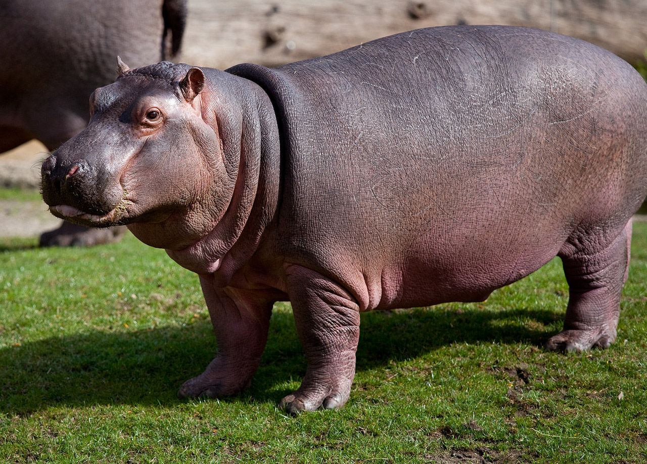 Hippopotamus ANIMALS Dazzling