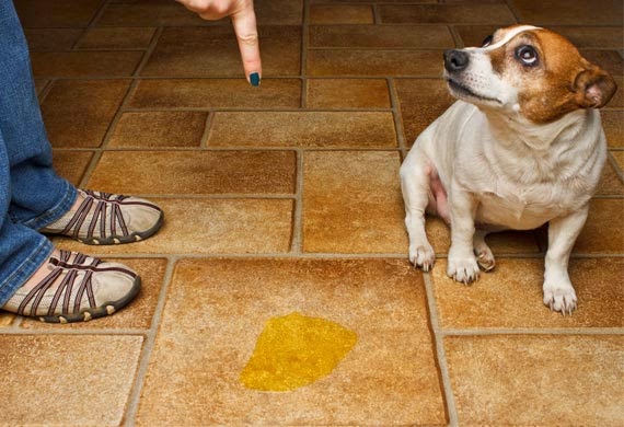 Perro se hace pipi en casa y le regañan