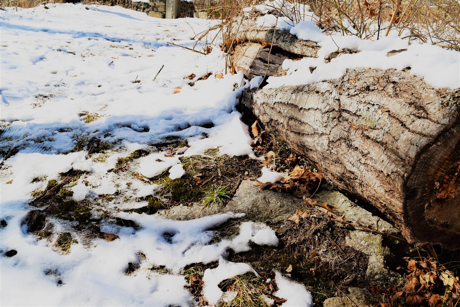 World in Ruin DeWolf Cemetery