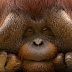 Cute Orangutan Hd Background 