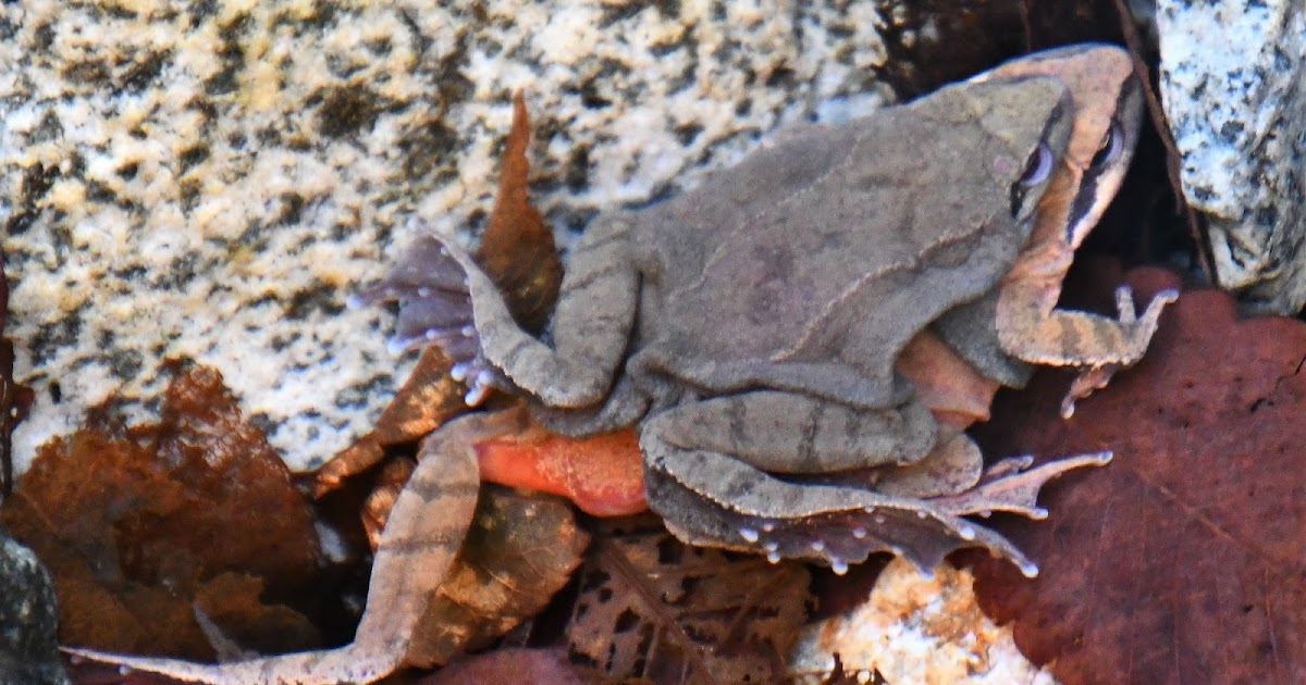 生きもの写真集 ナガレタゴガエル