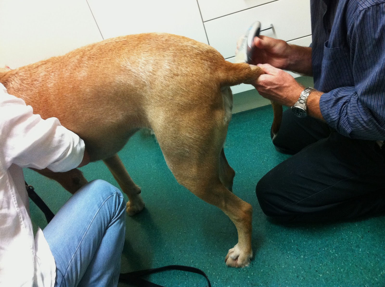 littledogsonlongleashes The diagnosis.